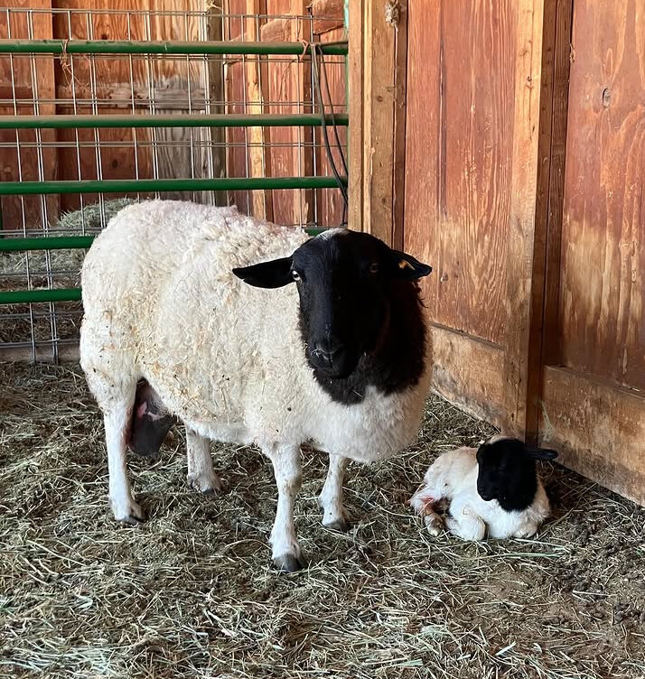 2B Ranch ewe with her newborn lamb