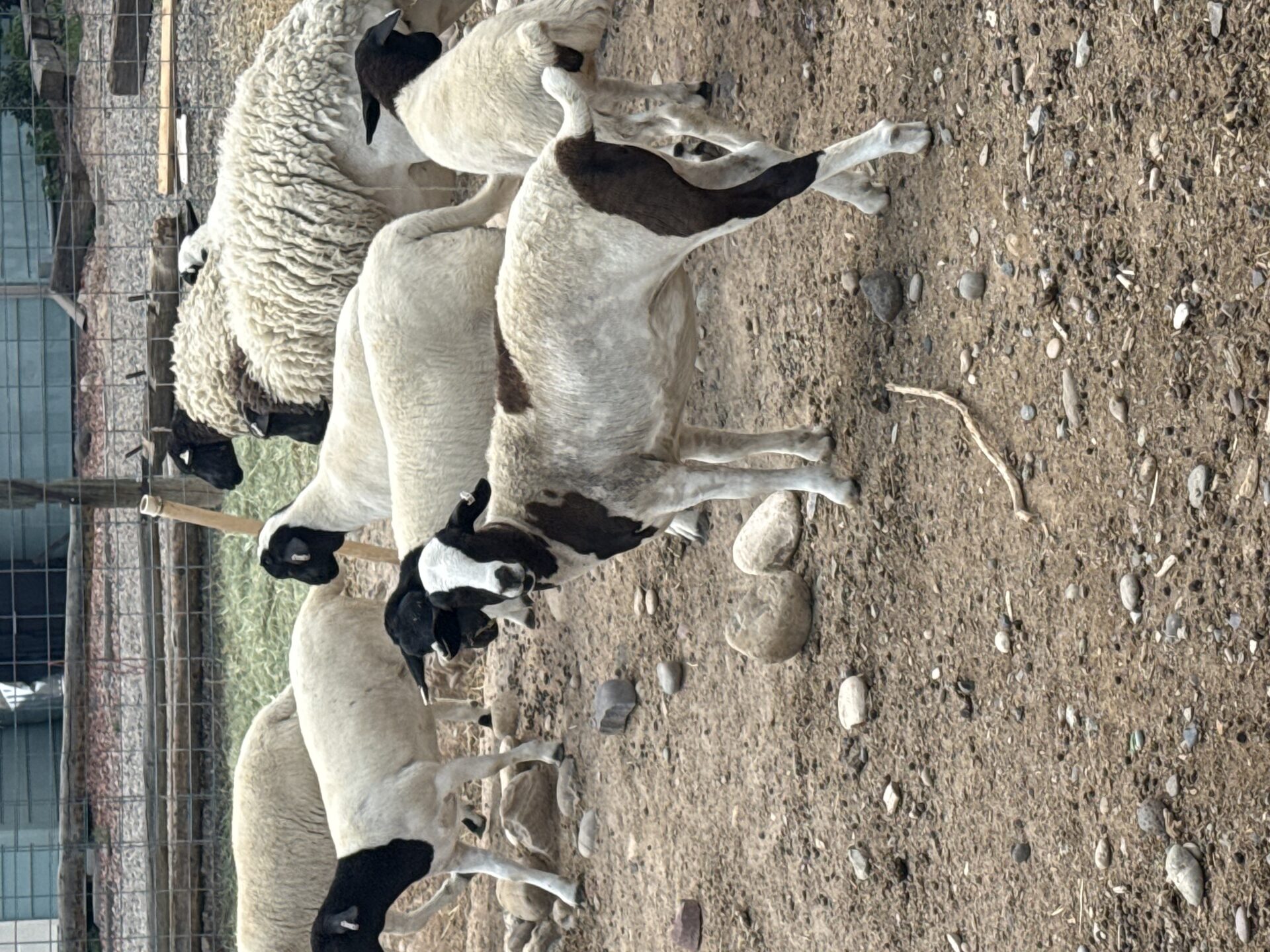 2B Ranch flock grazing on rocky Western Slope ground