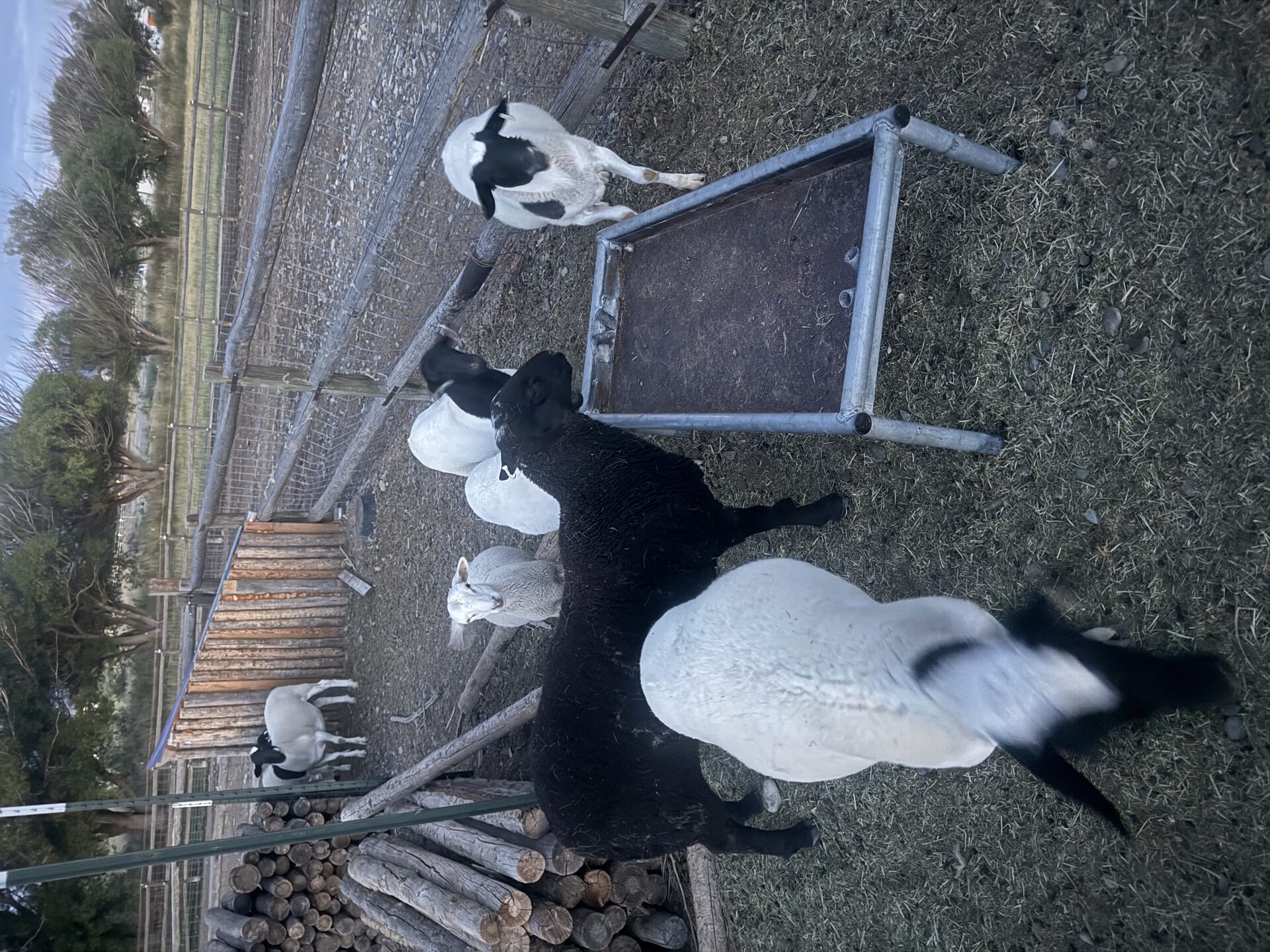 2B Ranch flock gathered at feeding time near the woodpile