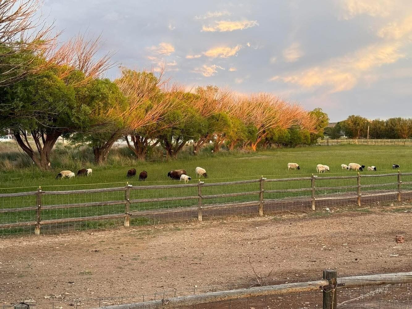 2B Ranch flock grazing in the pasture at sunset, Grand Junction, Colorado